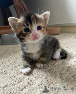 Photo №1. munchkin - for sale in the city of Dormgen | 329$ | Announcement № 149730