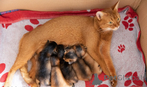 Photo №1. abyssinian cat - for sale in the city of Aarau | 361$ | Announcement № 169310