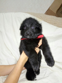 Additional photos: D / w puppies of black and black color