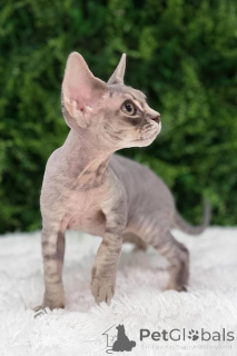 Photo №1. devon rex - for sale in the city of Gotha | 361$ | Announcement № 173522