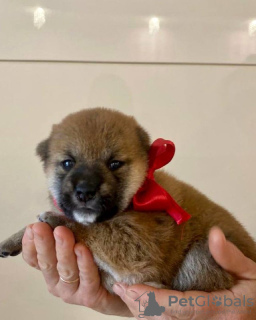 Additional photos: Shiba Inu puppies from a breeder