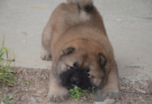Photo №2 to announcement № 174982 for the sale of chow chow - buy in Germany 