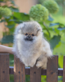 Photo №4. I will sell pomeranian in the city of Rostov-on-Don.  - price - 798$