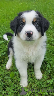 Photo №2 to announcement № 150665 for the sale of australian shepherd - buy in Germany private announcement