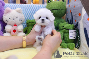 Photo №1. maltese dog - for sale in the city of Stockholm | Is free | Announcement № 84885