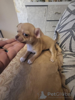 Additional photos: Female Chihuahua