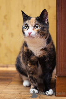 Photo №4. I will sell  in the city of Moscow river. private announcement - price - Is free