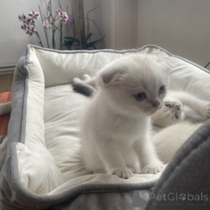 Photo №2 to announcement № 168494 for the sale of scottish fold - buy in Germany private announcement