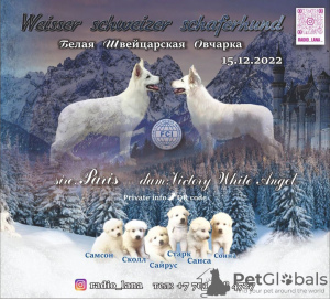 Photo №1. berger blanc suisse - for sale in the city of Павлодар | 650$ | Announcement № 40310