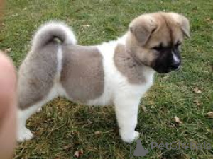 Photo №4. I will sell akita in the city of Blacks. private announcement, breeder - price - 826$