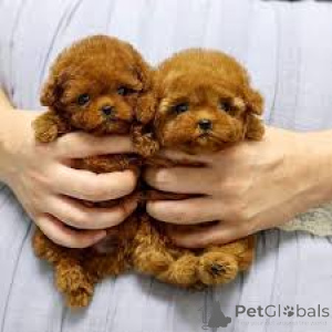 Photo №3. Poedelpuppy's te koop. Belgium