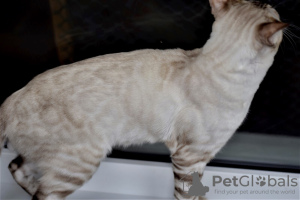 Photo №4. I will sell bengal cat in the city of Minsk. from nursery - price - 498$