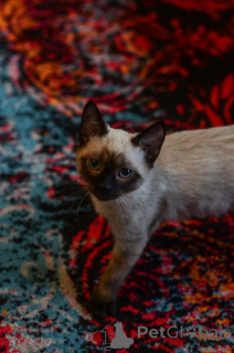 Photo №2 to announcement № 134823 for the sale of siamese cat - buy in Canada private announcement