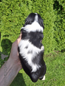 Additional photos: Perfect purebred Cavalier King Charles Spaniel puppies.