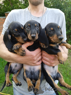 Photo №2 to announcement № 20055 for the sale of dachshund - buy in Belarus private announcement