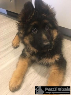 Photo №1. german shepherd - for sale in the city of Midland | 600$ | Announcement № 134730