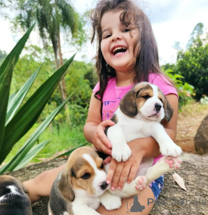 Photo №2 to announcement № 175833 for the sale of beagle - buy in Slovakia 