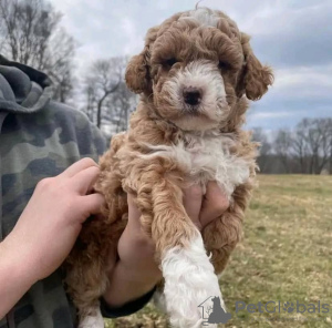 Photo №2 to announcement № 71709 for the sale of labradoodle - buy in Australia private announcement, breeder