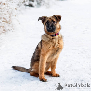 Photo №3. Clever Arya is looking for a house!. Russian Federation