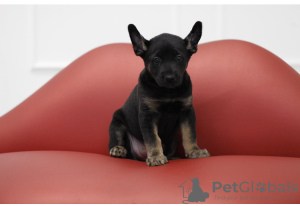 Photo №1. mexican hairless dog - for sale in the city of Kirov | 135$ | Announcement № 9156