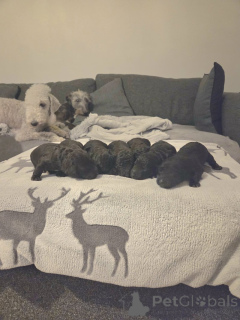 Photo №1. bedlington terrier - for sale in the city of Bad Soden-Salmünster | negotiated | Announcement № 166362