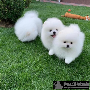 Photo №1. pomeranian - for sale in the city of Kuwait City | negotiated | Announcement № 134068