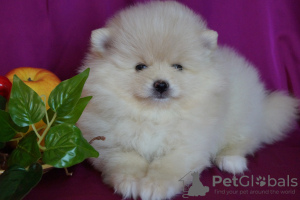 Photo №4. I will sell pomeranian in the city of Москва. breeder - price - 456$