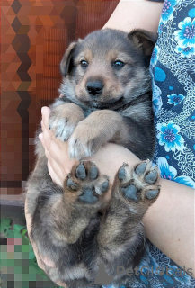 Photo №2 to announcement № 71548 for the sale of non-pedigree dogs - buy in Russian Federation private announcement