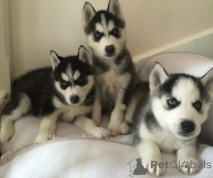 Photo №1. siberian husky - for sale in the city of Bielefeld | 1032$ | Announcement № 161549