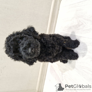 Photo №1. poodle (dwarf) - for sale in the city of Minsk | 377$ | Announcement № 114391