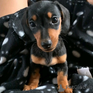 Photo №3. Dachshunds puppies for adoption. United States