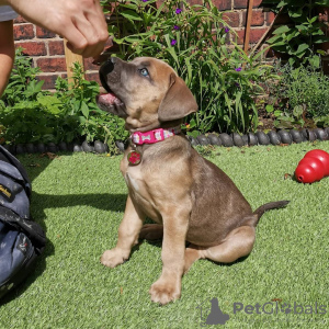 Additional photos: cane corso