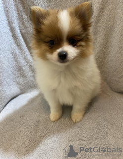 Photo №2 to announcement № 67911 for the sale of pomeranian - buy in United States 