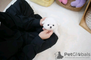 Photo №1. maltese dog - for sale in the city of Virginia Beach | 450$ | Announcement № 132232