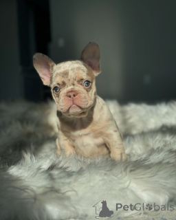 Photo №2 to announcement № 150634 for the sale of french bulldog - buy in Germany from the shelter, breeder