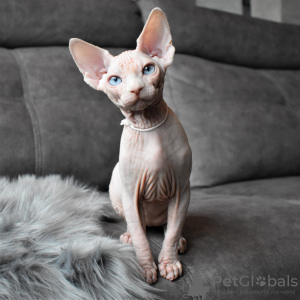 Photo №2 to announcement № 17780 for the sale of sphynx cat - buy in Ukraine from nursery
