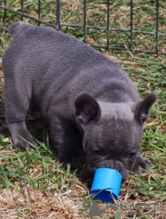 Photo №1. french bulldog - for sale in the city of Georgioupoli | negotiated | Announcement № 129972