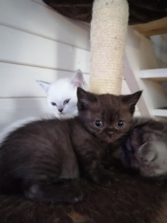 Additional photos: Scottish kittens