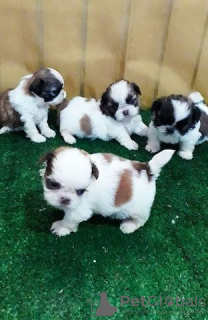 Photo №1. shih tzu - for sale in the city of Nummela | Is free | Announcement № 129377