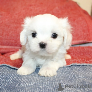 Photo №4. I will sell maltese dog in the city of Helsinki. private announcement, from the shelter - price - 516$