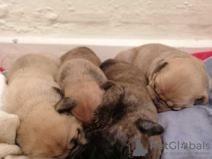 Photo №1. boerboel - for sale in the city of Аугсбург | 317$ | Announcement № 70879