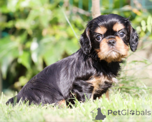 Photo №3. Charming cavalier boy looking for a family. Italy