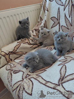 Photo №1. british shorthair - for sale in the city of Довилаи | negotiated | Announcement № 32245