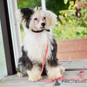 Photo №2 to announcement № 105360 for the sale of chinese crested dog - buy in Germany breeder