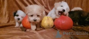 Additional photos: Beautiful MALTIPOO puppies