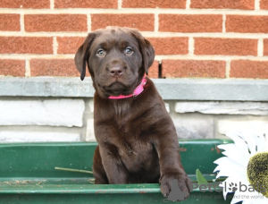 Photo №3. Labrador Retriever Puppies. Cyprus