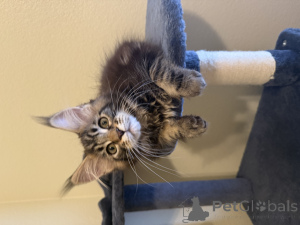 Photo №3. Maine coon. United States