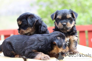 Photo №1. yorkshire terrier - for sale in the city of Glasgow | 612$ | Announcement № 138883