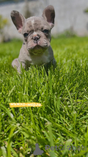 Photo №3. Hello french bulldog puppies for sale.. Belgium