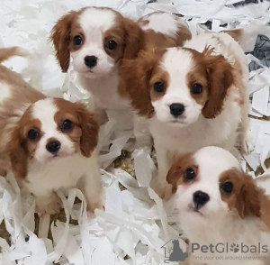 Photo №1. cavalier king charles spaniel - for sale in the city of Роттердам | 438$ | Announcement № 18621